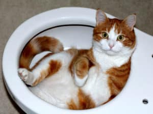 cat in toilet