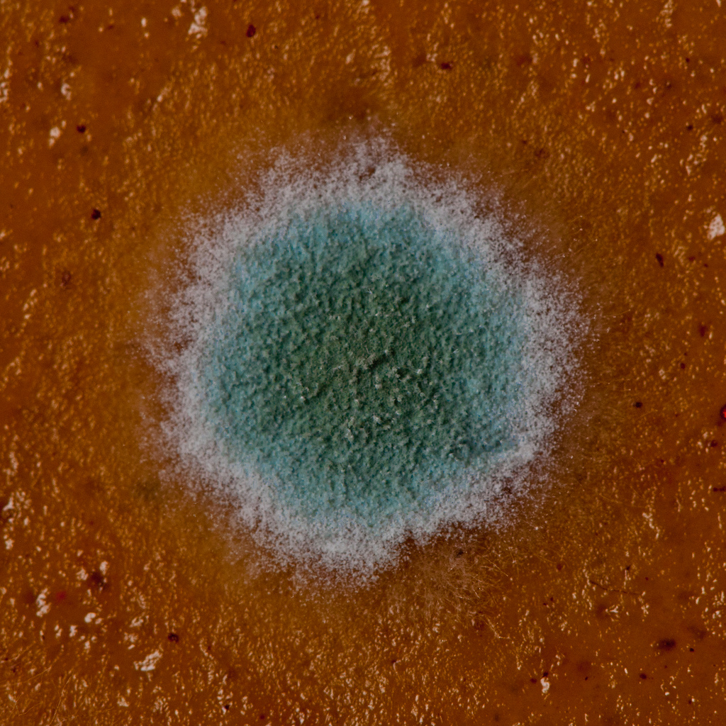 Mold Resistant Paint (with 6 easy steps to paint over mold)