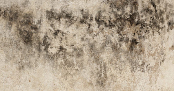 Mold Resistant Paint with 6 easy steps to paint over mold