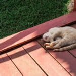 Cat on stain deck