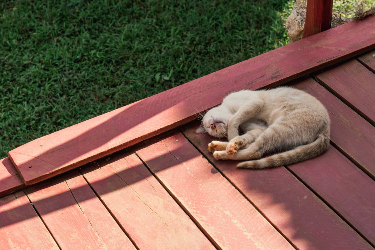 stained deck cat Brad the Painter