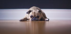 Pug on painted basement floor