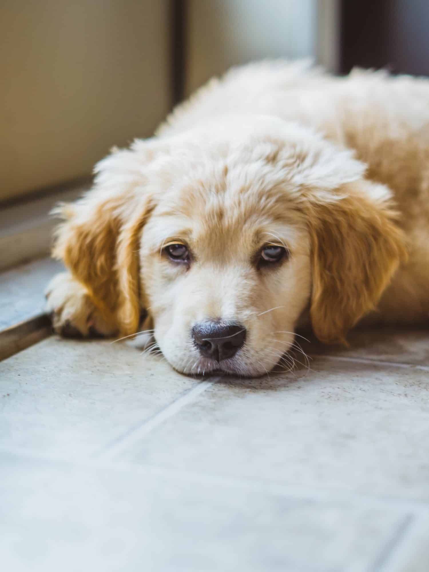 dog on basement floor not painted